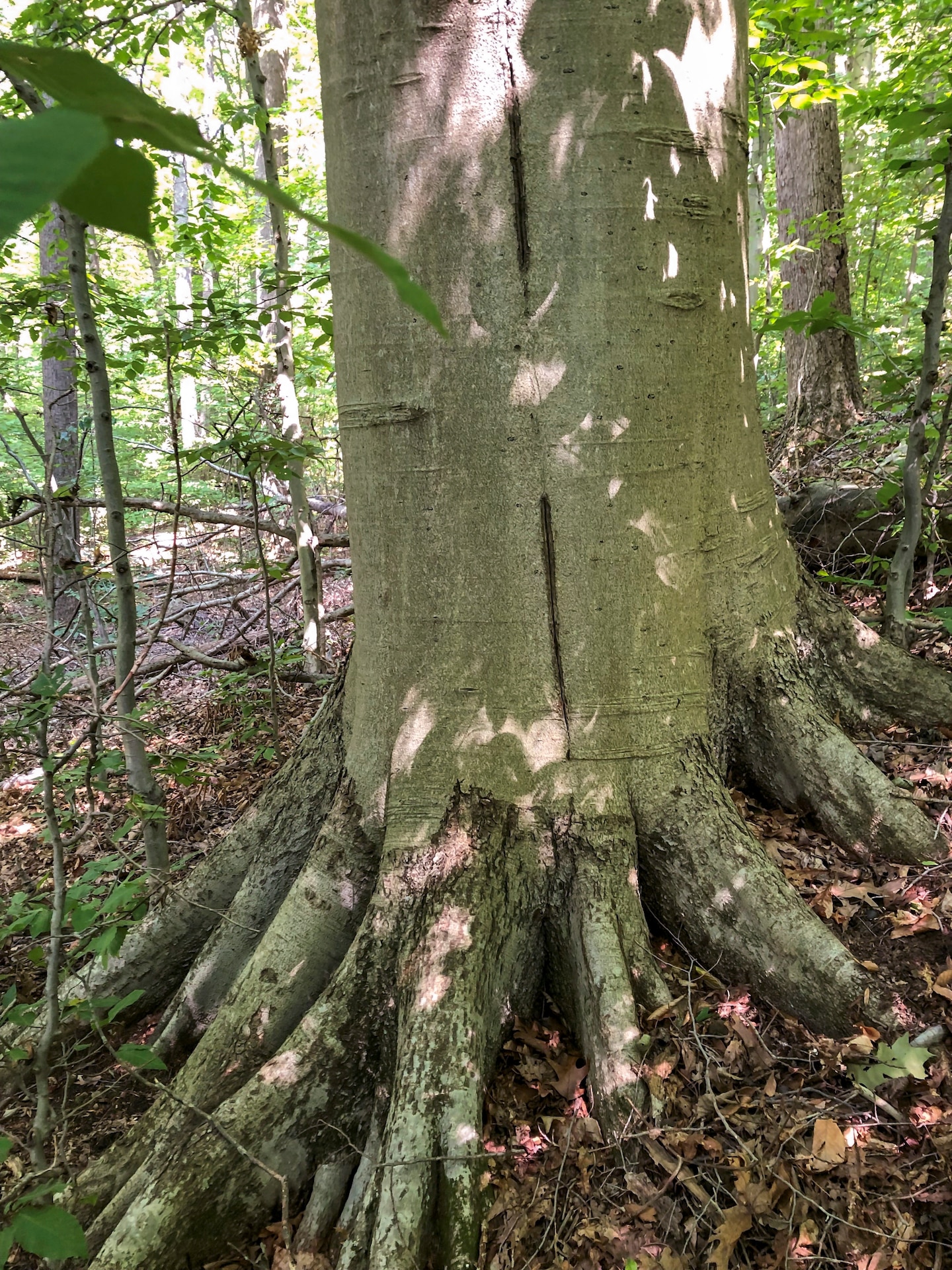 Park rangers at Youghiogheny River Lake discover two old-growth forests.