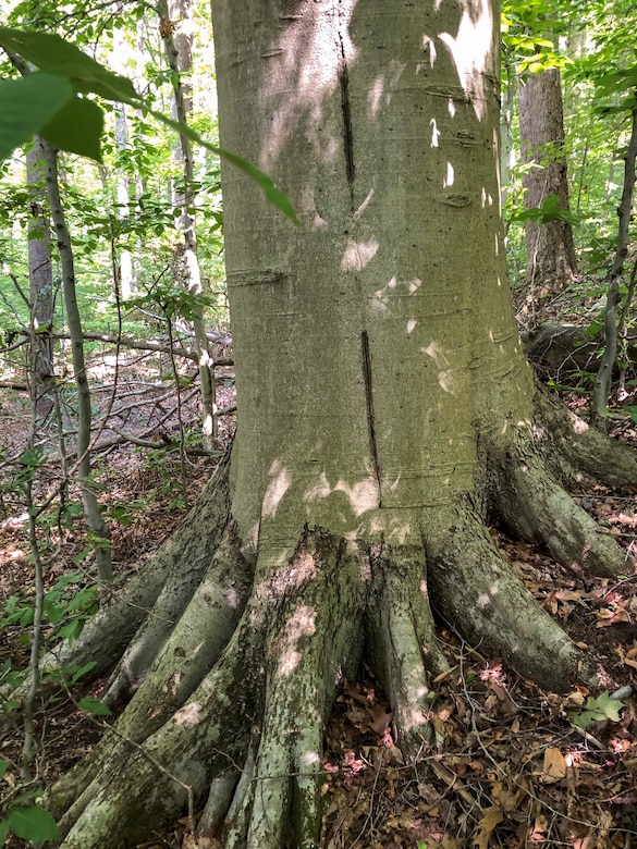 Park rangers at Youghiogheny River Lake discover two old-growth forests.