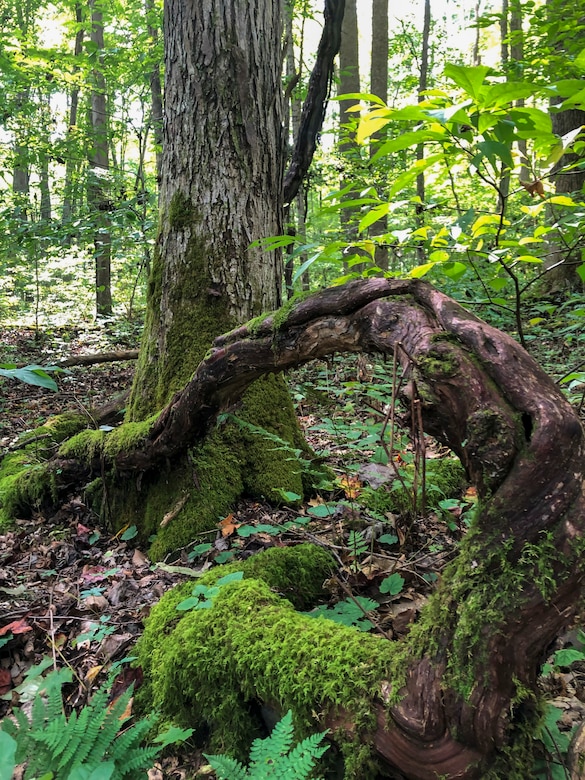 Park rangers at Youghiogheny River Lake discover two old-growth forests.