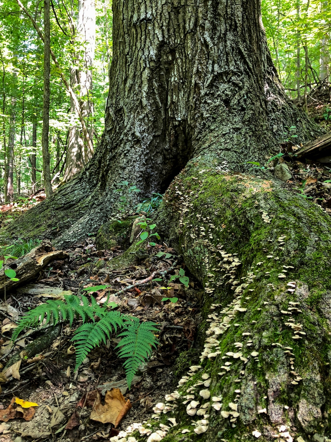 Park rangers at Youghiogheny River Lake discover two old-growth forests.
