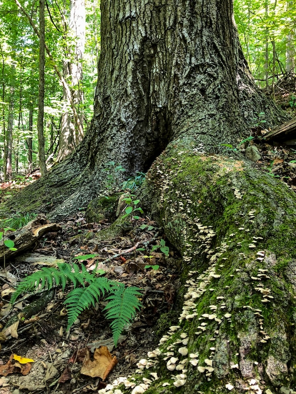 Park rangers at Youghiogheny River Lake discover two old-growth forests.