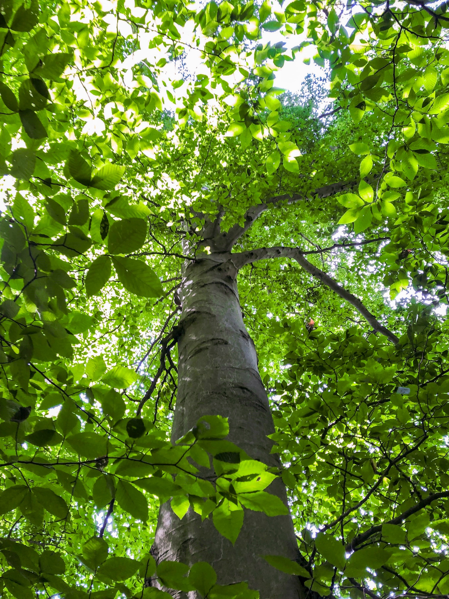 Park rangers at Youghiogheny River Lake discover two old-growth forests.