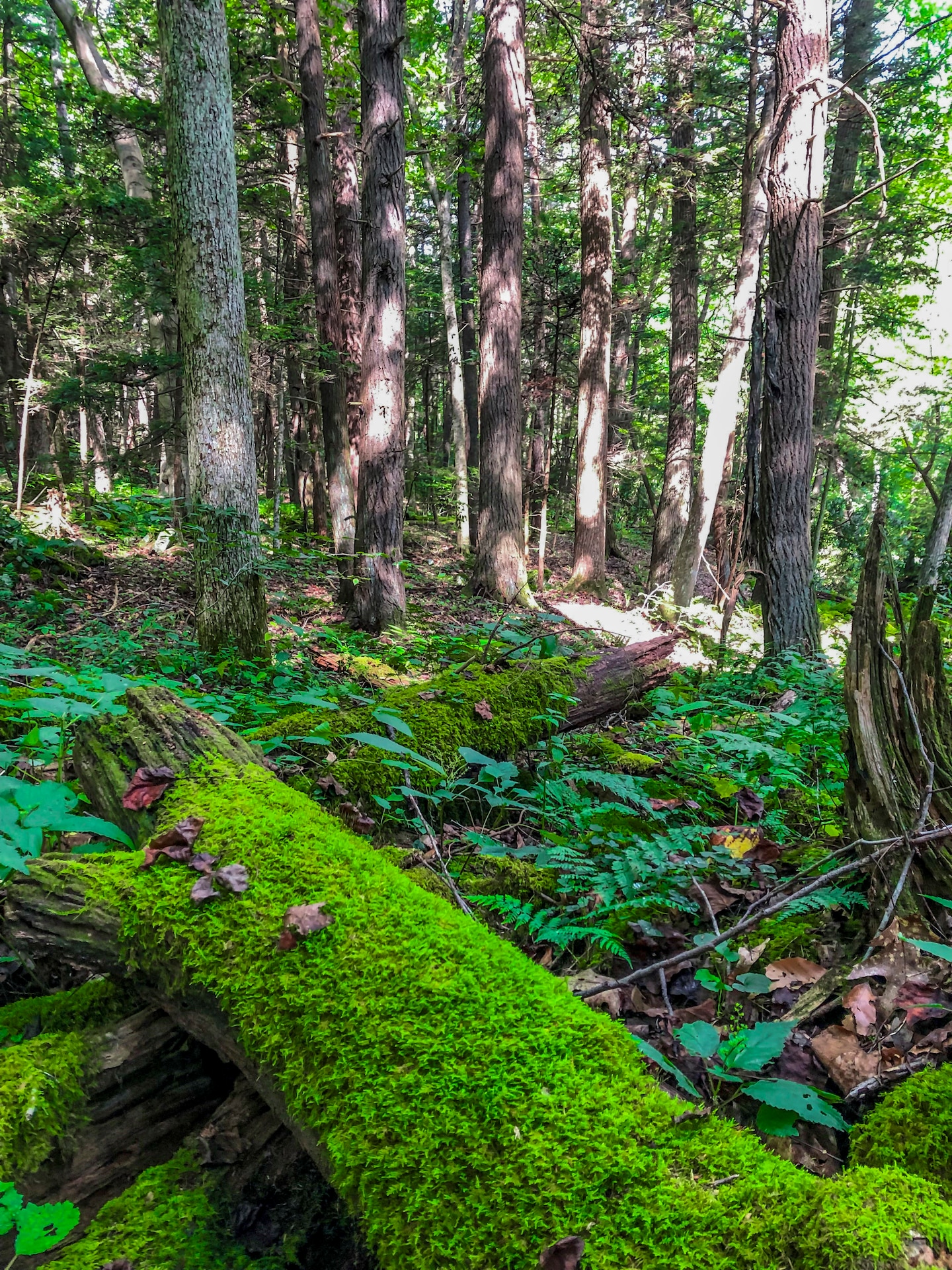 Park rangers at Youghiogheny River Lake discover two old-growth forests.