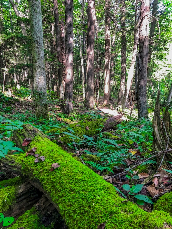 Park rangers at Youghiogheny River Lake discover two old-growth forests.