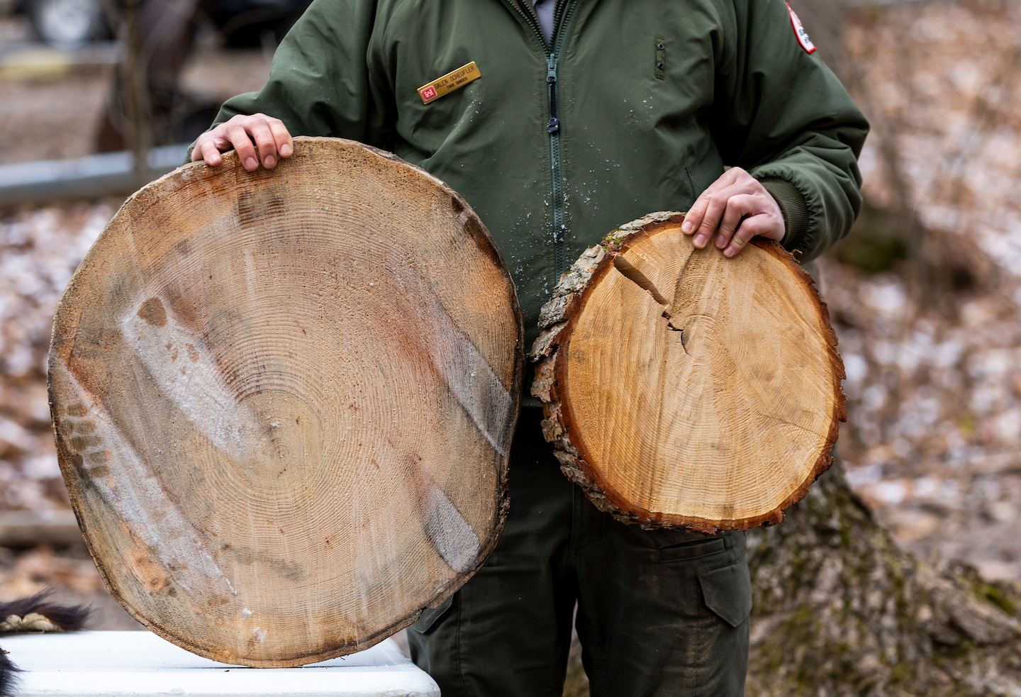 Park rangers at Youghiogheny River Lake discover two old-growth forests.