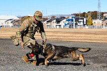 U.S. Army Spc. Talon Bush, a military working dog handler assigned to the 901st Military Police Detachment rewards his military working dog, Pavak, with a Kong toy, during Yama Sakura 87 at Sagami General Depot, Japan, Dec. 9, 2024.