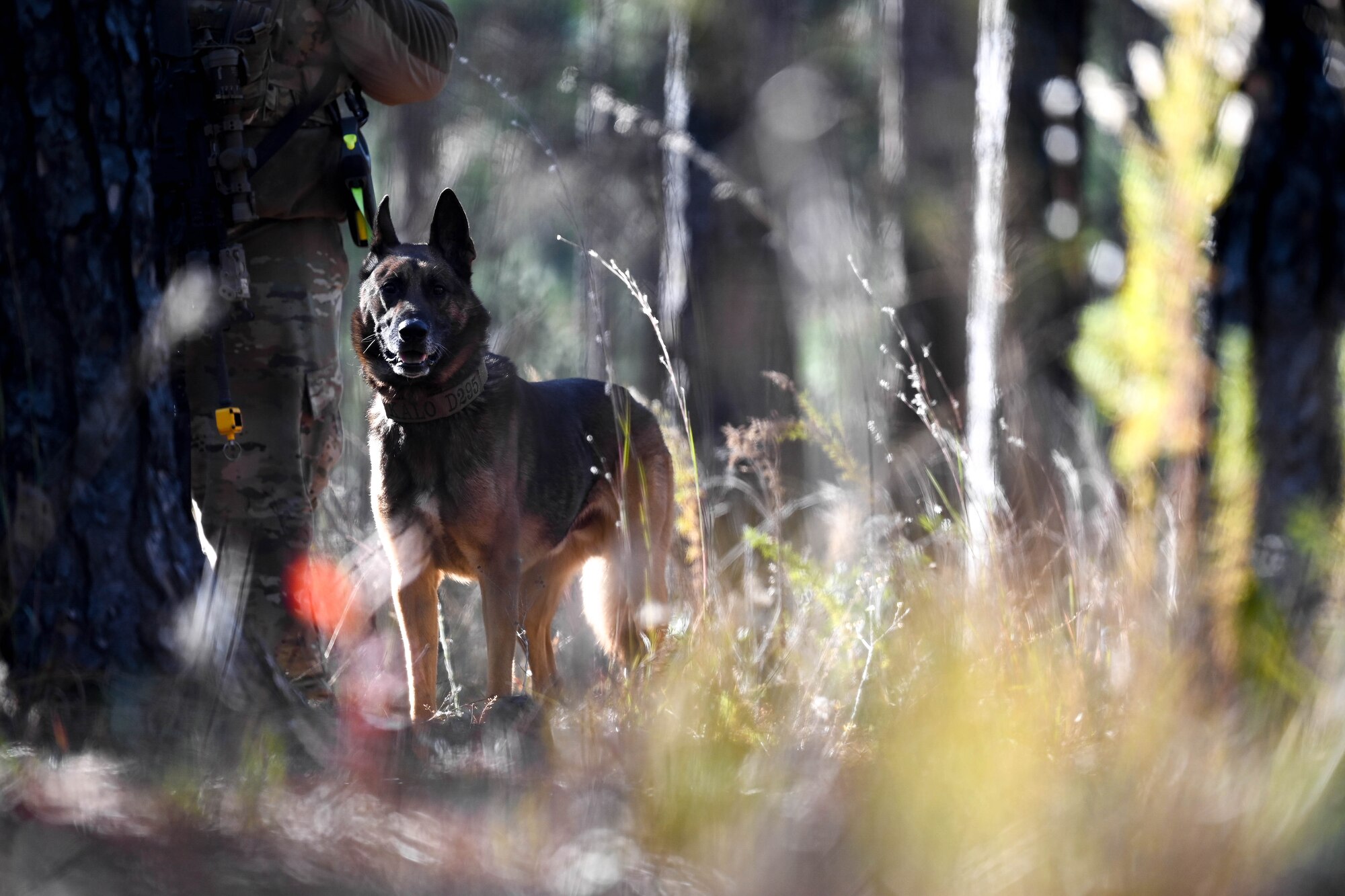 An military working dog stands by his handler.