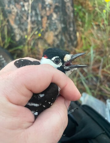 Camp Lejeune Achieves Significant Milestone in Red-Cockaded Woodpecker Conservation Efforts