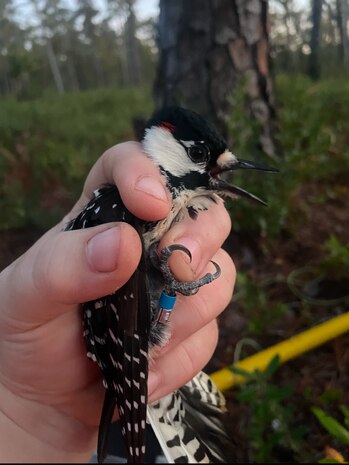 Camp Lejeune Achieves Significant Milestone in Red-Cockaded Woodpecker Conservation Efforts