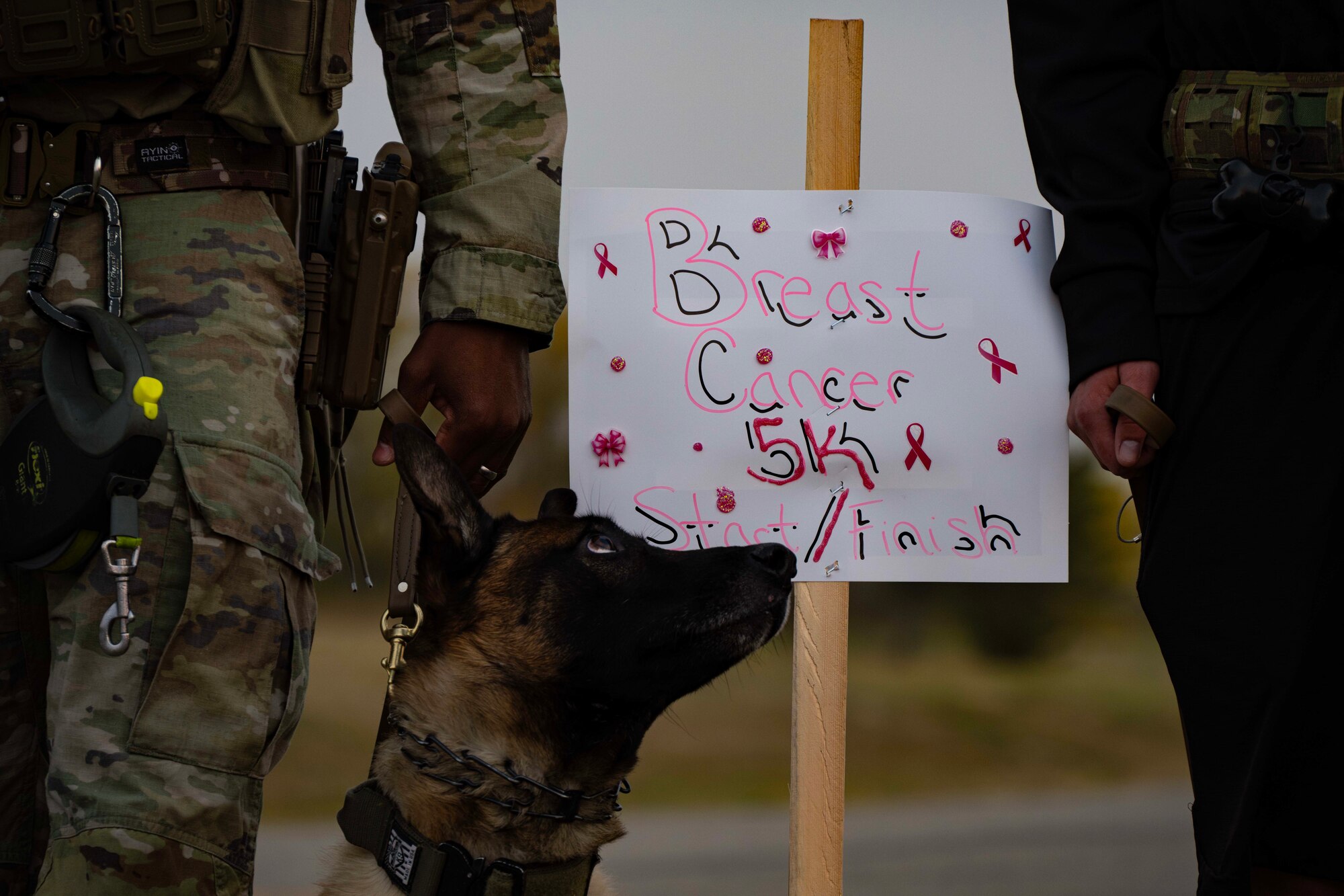 A military working dog attends a 5k with its handlers at Minot Air Force Base, North Dakota, Oct. 10, 2024. Tech. Sgt. Brandee Hahn, 5th Security Forces Squadron Combat Arms and 5 SFS Armory section chief, hosted a breast cancer 5k to raise awareness and funds. She raised approximately $1,900 for a local foundation, supporting chemotherapy patients. (U.S. Air Force photo by Airman 1st Class Alyssa Bankston)