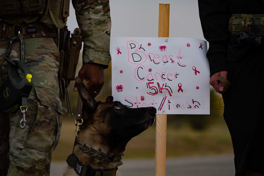 A military working dog attends a 5k with its handlers at Minot Air Force Base, North Dakota, Oct. 10, 2024. Tech. Sgt. Brandee Hahn, 5th Security Forces Squadron Combat Arms and 5 SFS Armory section chief, hosted a breast cancer 5k to raise awareness and funds. She raised approximately $1,900 for a local foundation, supporting chemotherapy patients. (U.S. Air Force photo by Airman 1st Class Alyssa Bankston)