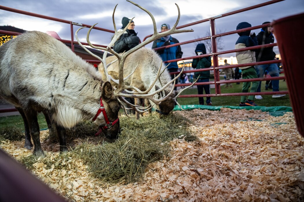 Two reindeer graze a pile of grass in a red metal enclosure