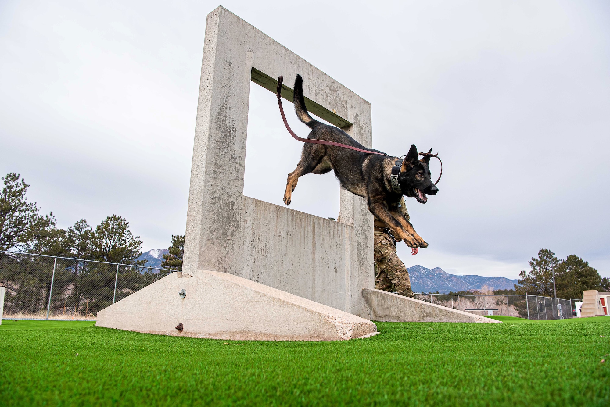 Military Working Dog Eper, 10th Security Forces Squadron, runs through the MWD obedience yard with his handler, Senior Airman Colin English, 10th SFS MWD handler, at the U.S. Air Force Academy, Colo., Dec. 17, 2024. The squadron recently upgraded the obedience yard, installing state-of-the-art turf to enhance the training environment for both handlers and their canine partners. (U.S. Air Force photo by Trevor Cokley)