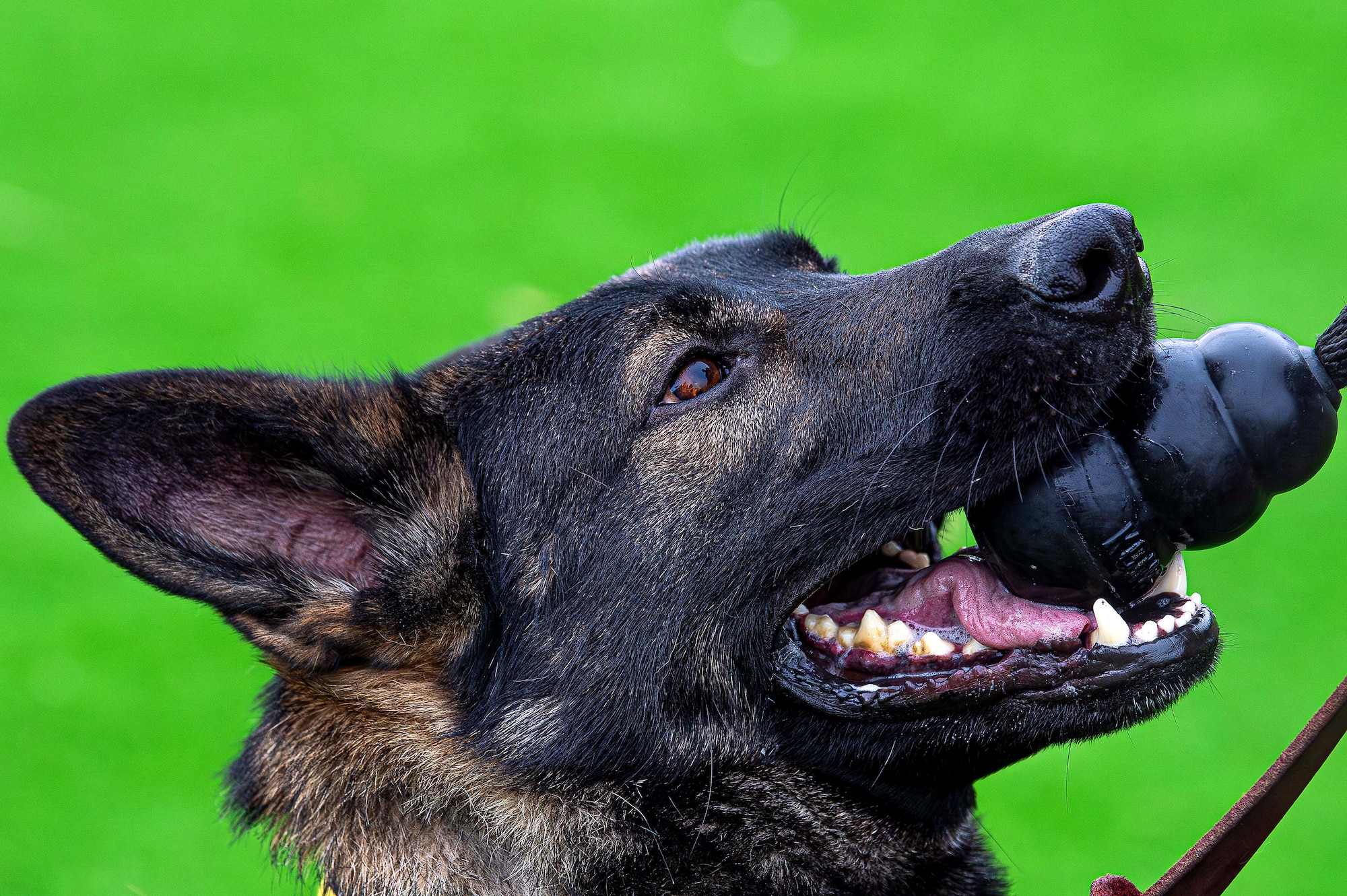 Military Working Dog Eper, 10th Security Forces Squadron, is rewarded with a toy after a successful run through the MWD obedience yard at the U.S. Air Force Academy, Colo., Dec. 17, 2024. The 10th SFS recently upgraded the obedience yard as part of the Green Kennel Initiative launched in 20216. (U.S. Air Force photo by Trevor Cokley)