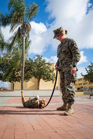 U.S. Marine Corps Combat Photographer and Mascot Handler, Cpl. Sarah Grawcock, with Headquarters and Service Battalion, Marine Corps Recruit Depot San Diego, and Lance Cpl. Bruno, the MCRD San Diego and Western Recruiting Region mascot give a presentation of the Depot mascot to students with the John F. Kennedy High School Marine Corps Junior ROTC program at Marine Corps Recruit Depot San Diego, Dec. 12, 2024. The mascot’s job is to boost morale, participate in outreach work and attend events and ceremonies. (U.S. Marine Corps photo by Cpl. Francisco Angel)