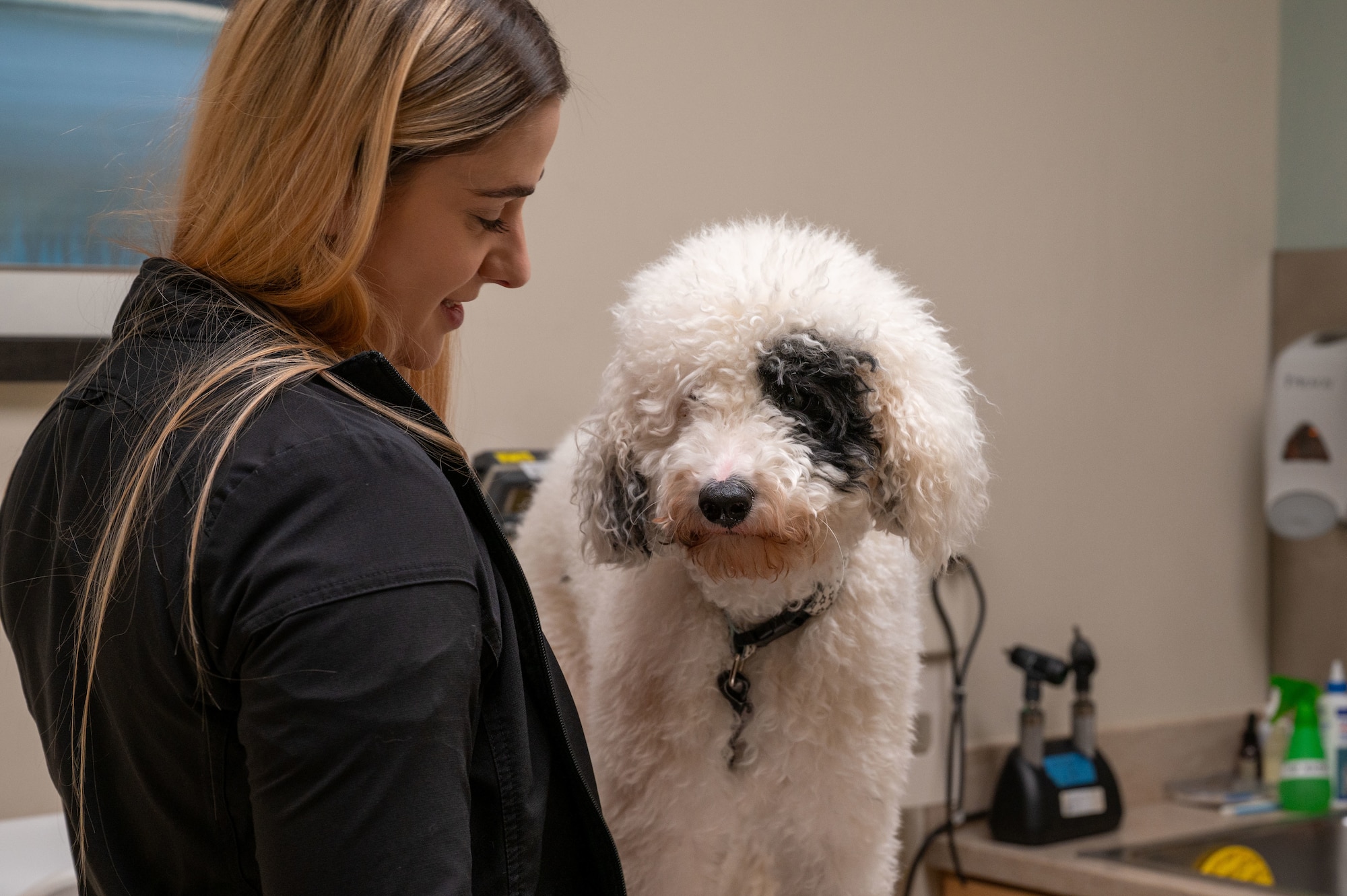 A woman looks at a large white and black dog.