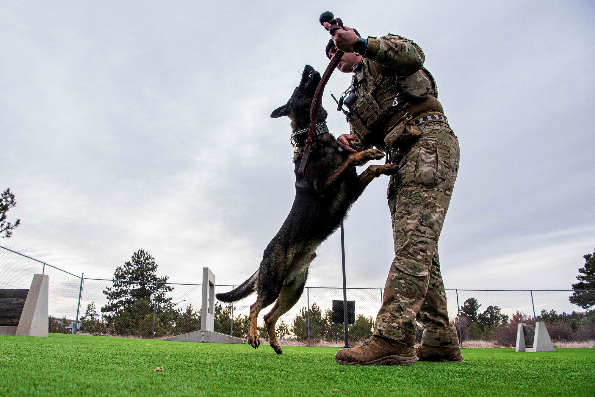 Military Working Dog Eper, 10th Security Forces Squadron, takes a break to play in the MWD obedience yard with his handler, Senior Airman Colin English, 10th SFS MWD handler, at the U.S. Air Force Academy, Colo., Dec. 17, 2024. The squadron recently upgraded the obedience yard, installing state-of-the-art turf to enhance the training environment for both handlers and their canine partners. (U.S. Air Force photo by Trevor Cokley)