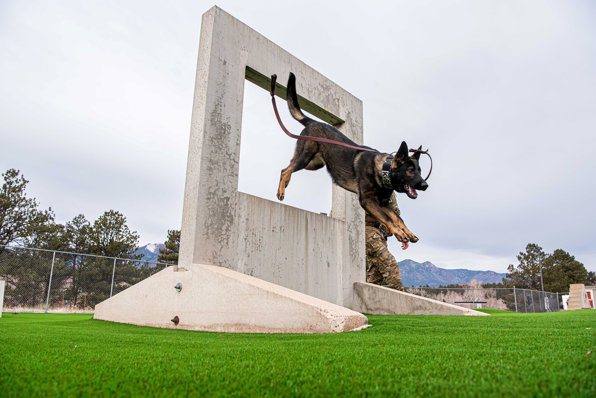 Military Working Dog Eper, 10th Security Forces Squadron, runs through the MWD obedience yard with his handler, Senior Airman Colin English, 10th SFS MWD handler, at the U.S. Air Force Academy, Colo., Dec. 17, 2024. The squadron recently upgraded the obedience yard, installing state-of-the-art turf to enhance the training environment for both handlers and their canine partners. (U.S. Air Force photo by Trevor Cokley)