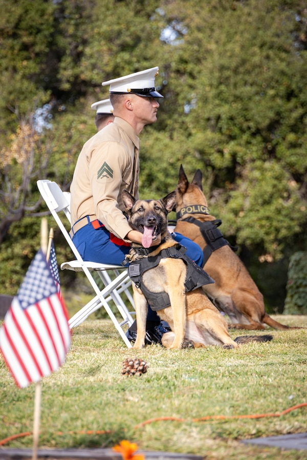 U.S. Marine Corps Cpl. Cole King, a Marine Corps military working dog handler with Assistant Chief of Staff, Security and Emergency Services, Marine Corps Base Camp Pendleton, and Elinor, his military working dog, observe the Wreaths across America Ceremony at the Valley Center Cemetery, in Valley Center, Calif., on Dec. 14, 2024. Wreaths across America's mission is to honor and remember fallen military service members, recognize the sacrifice of their families, and teach the value of freedom to the next generation. (U.S. Marine Corps photo by Cpl. Mary Jenni)