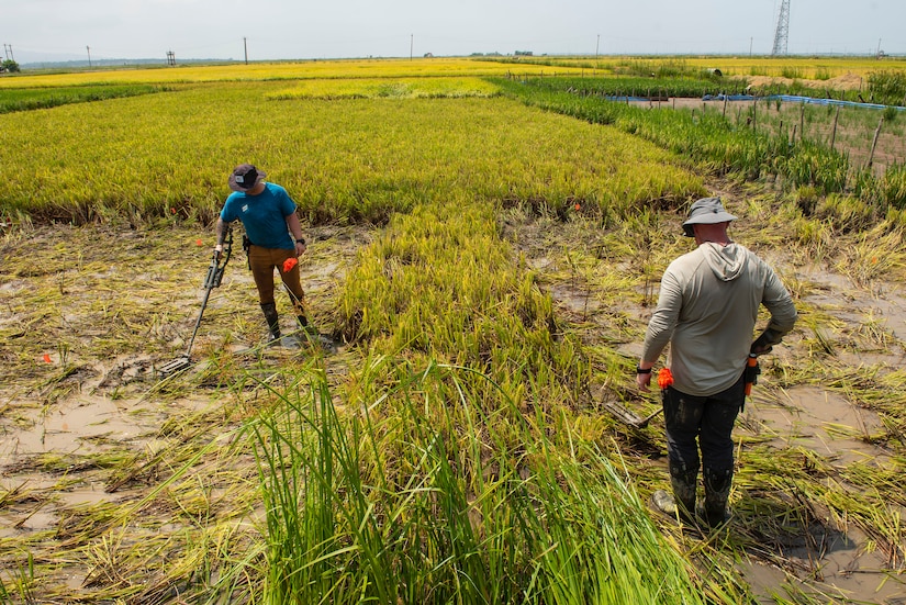 Master Sgt. Dustin Turner, right, an explosive ordnance disposal technician assigned to the Kentucky Air National Guard’s 123rd Civil Engineer Squadron, and another Airman search for unexploded ordnance in a rice paddy in Quang Binh Province, Vietnam, in June 2023.