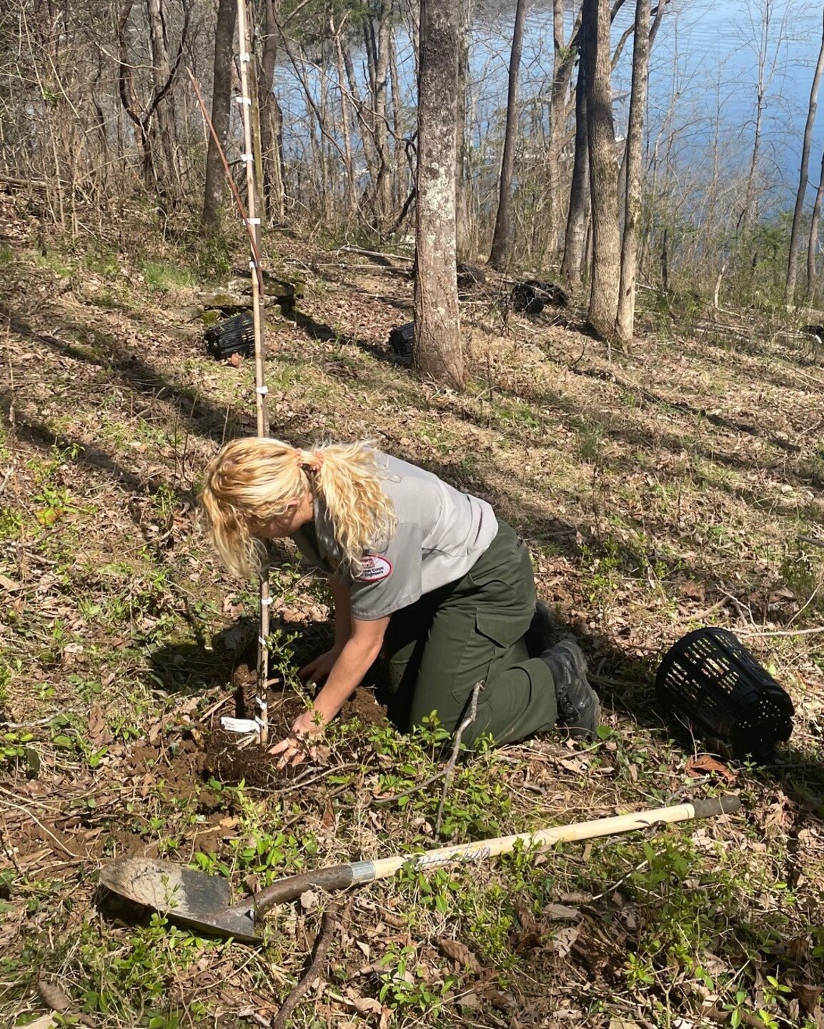 Park Ranger Remi Clarke plants a tree on the shoreline of Center Hill Lake March 12, 2024, in Tennessee. The U.S. Army Corps of Engineers Nashville District has named her employee of the month for October 2024 for exceptional leadership in managing the fiscal year 2024 Campground, Day Use, and Water Safety Programs supporting recreation, and for her dedication to the Pollinators Program and emphasizing conservation. (USACE Photo by Kevin Salvilla)