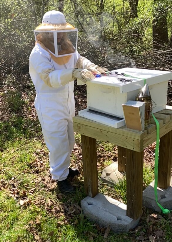 Park Ranger Remi Clarke maintains a beehive at Center Hill Lake March 12, 2024, in Lancaster, Tennessee. The U.S. Army Corps of Engineers Nashville District has named her employee of the month for October 2024 for exceptional leadership in managing the fiscal year 2024 Campground, Day Use, and Water Safety Programs supporting recreation, and for her dedication to the Pollinators Program and emphasizing conservation. (USACE Photo by Kevin Salvilla)