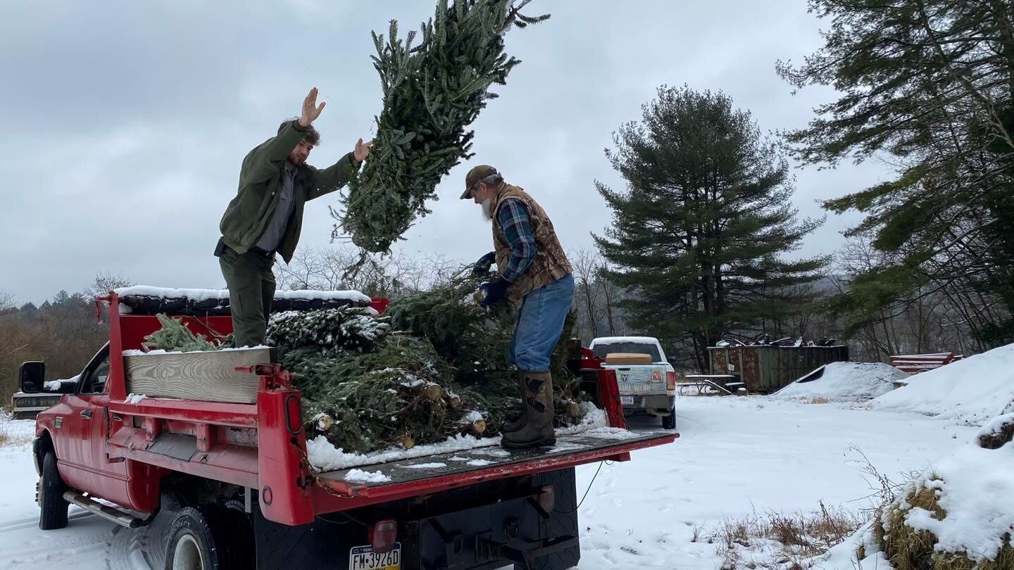 The U.S. Army Corps of Engineers Pittsburgh District will accept live evergreen Christmas trees at Tionesta Lake, which will be used for fish habitats.