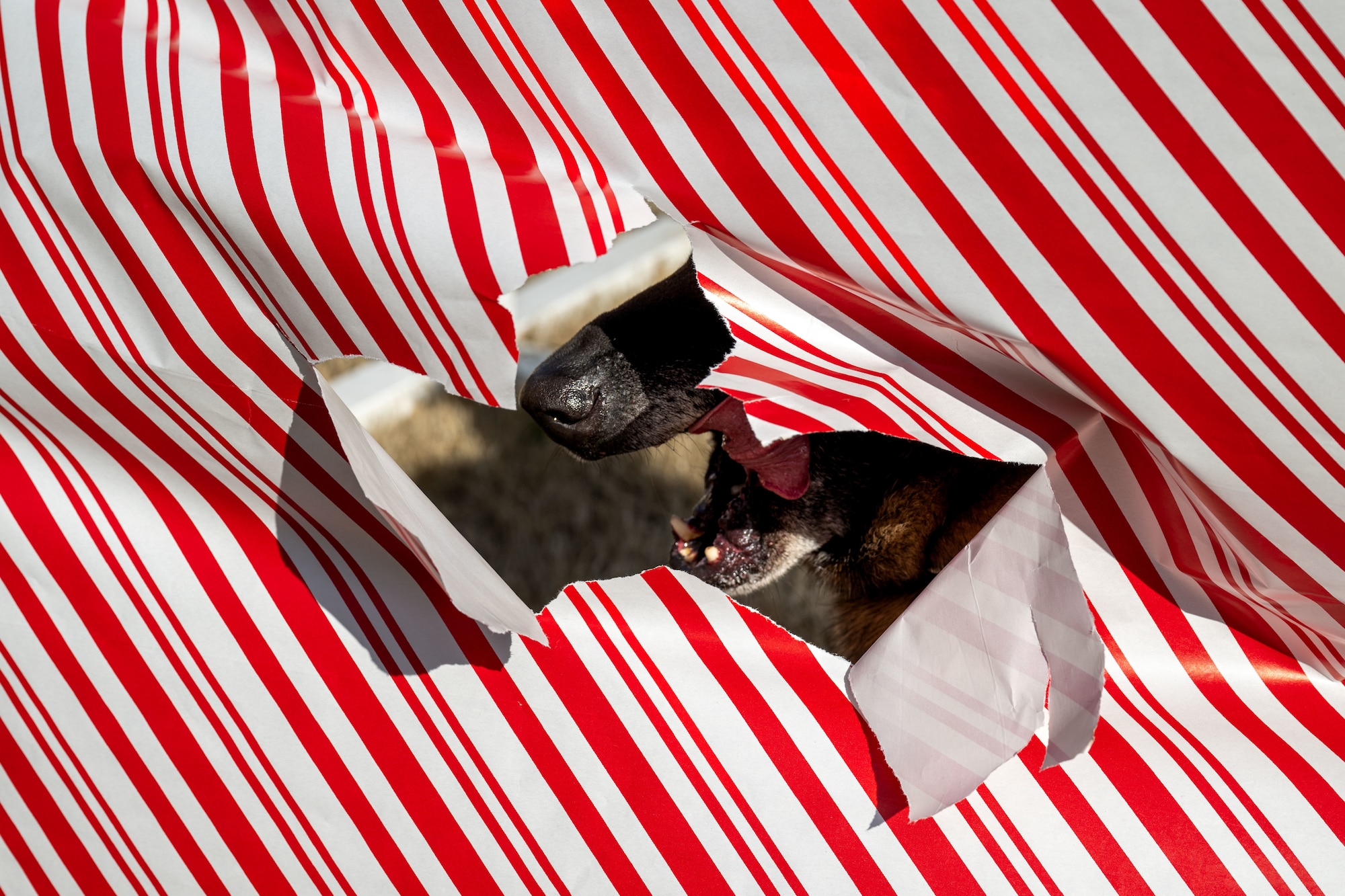Dog in wrapping paper