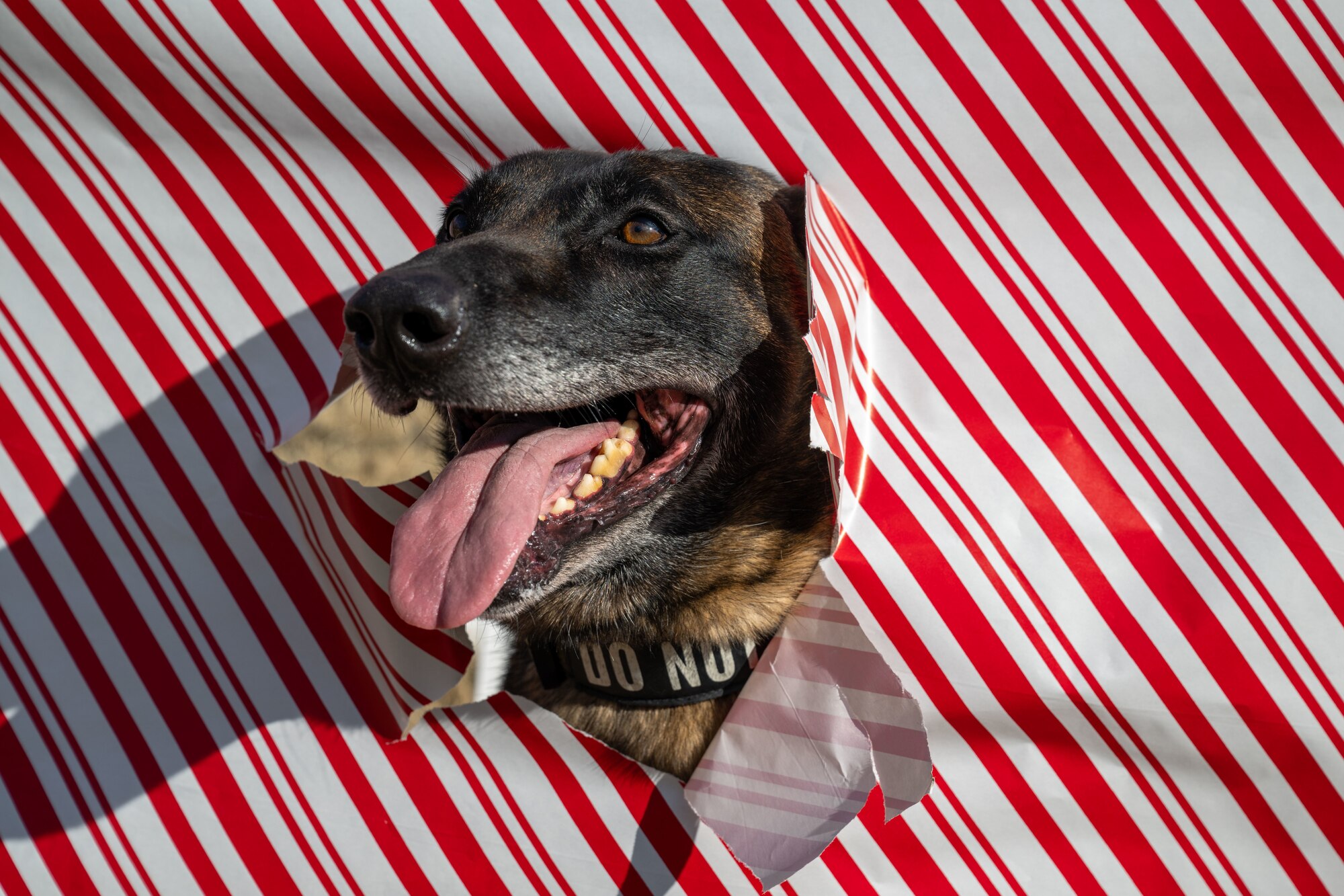 Dog in wrapping paper