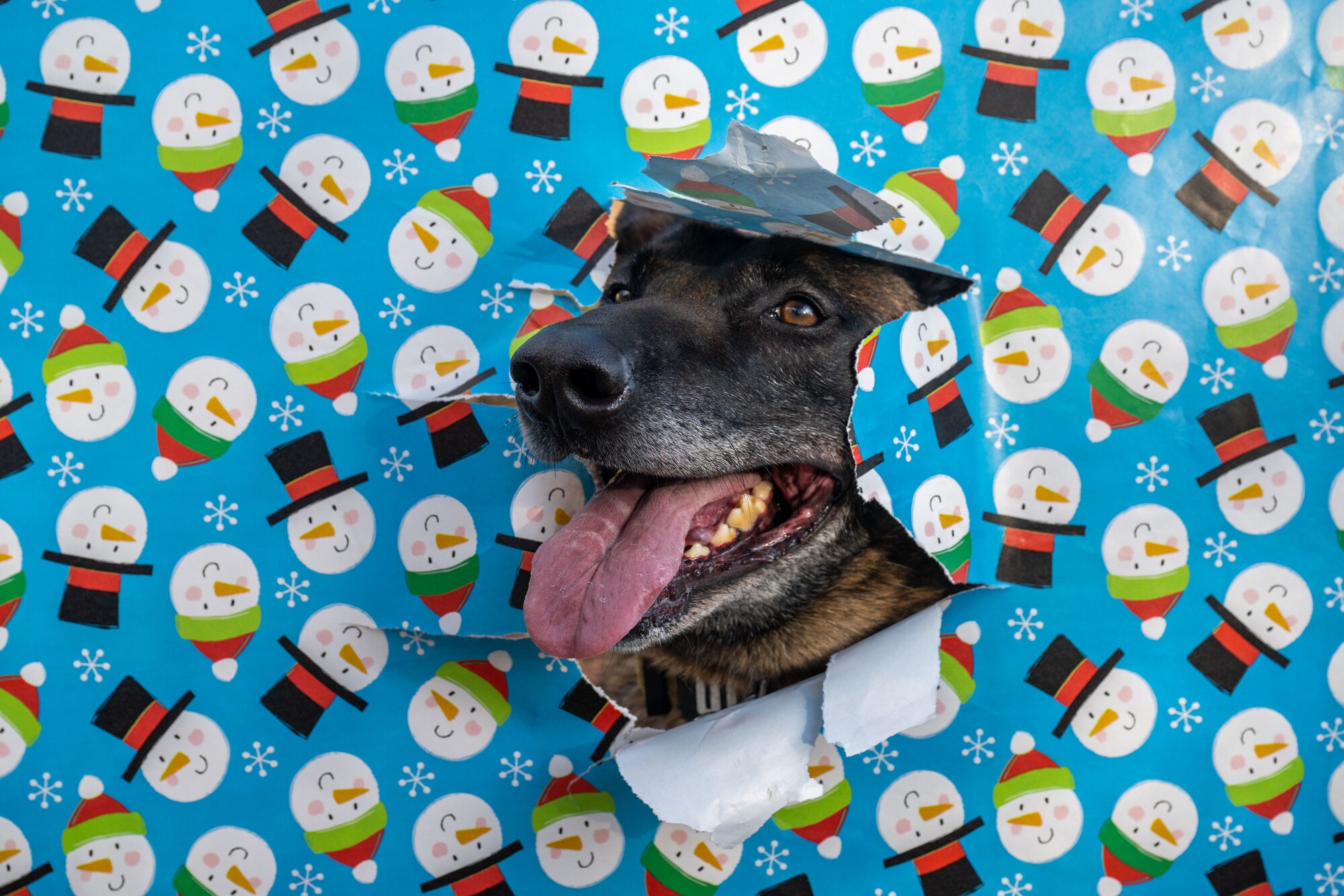Dog in wrapping paper