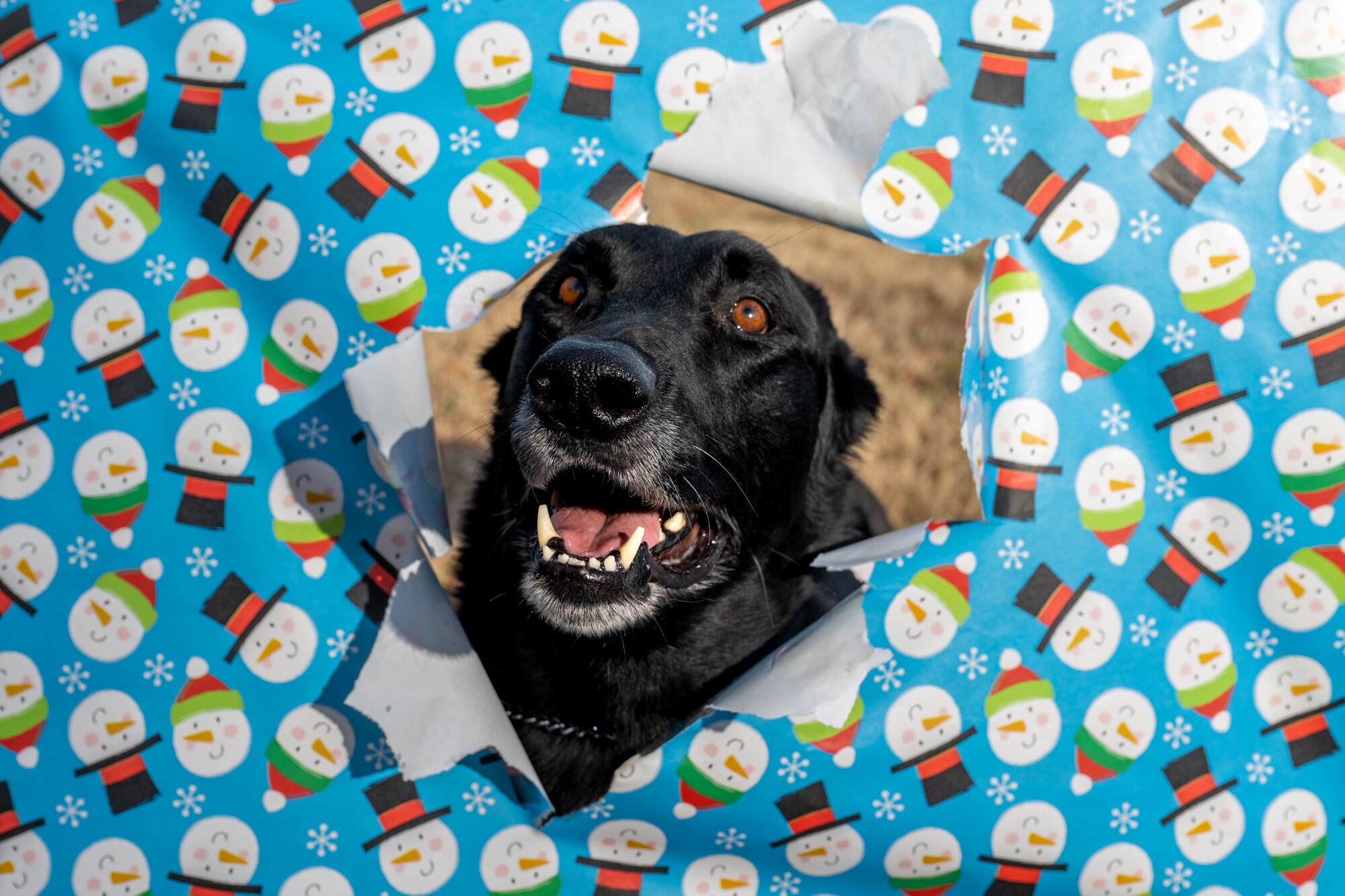 Dog in wrapping paper