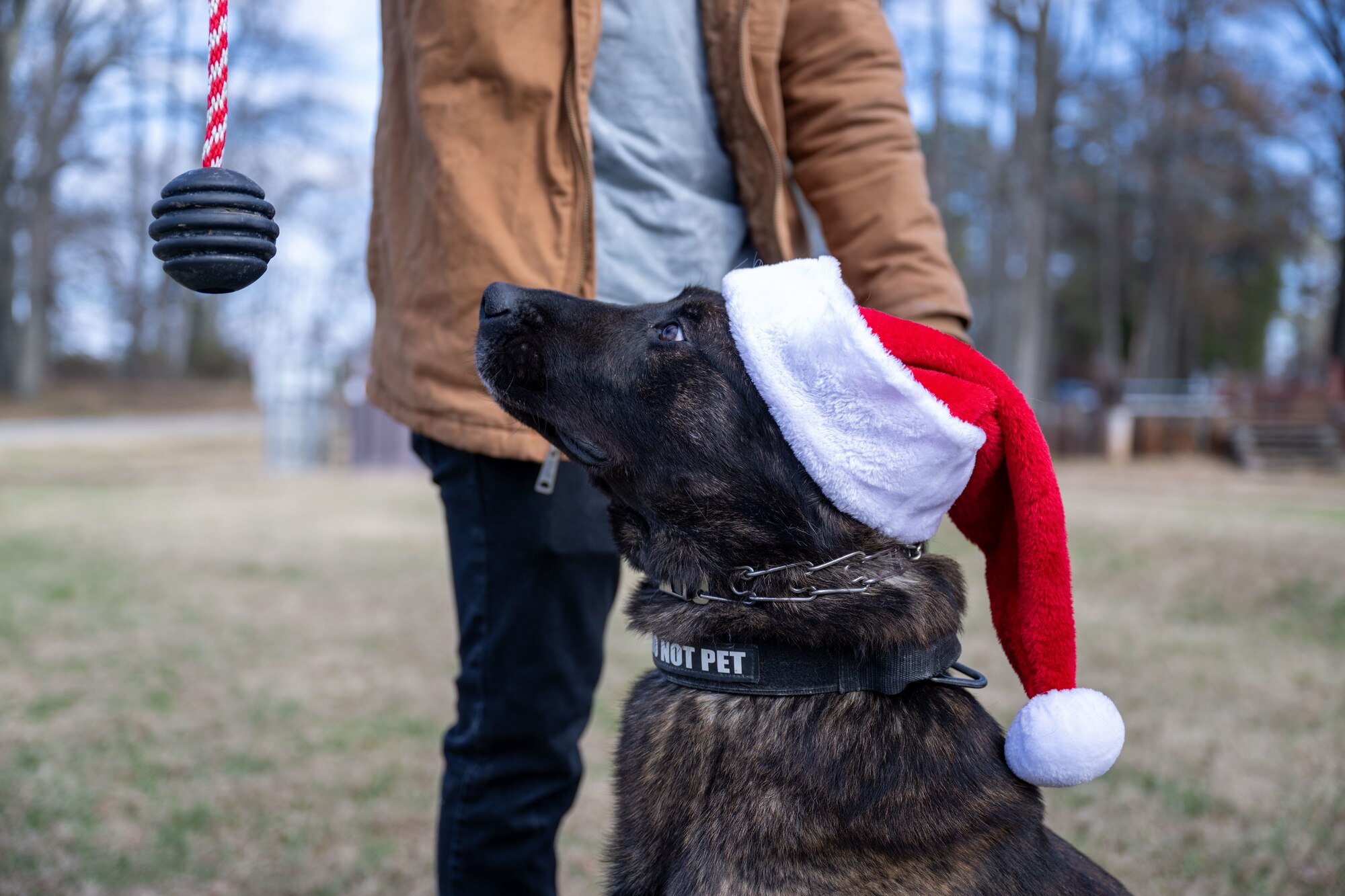 Dog waits for toy