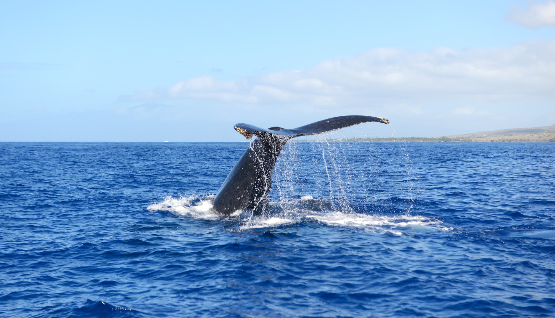 A humpback whale shows its tail as it dives below the surface of the water in Maui, Hawaii, Feb. 14, 2020. The humpback whale is the world’s fifth largest whale and can grow between 40 and 50 feet in length. (U.S. Coast Guard photo by Petty Officer 3rd Class Benjamin Berkow/Released)