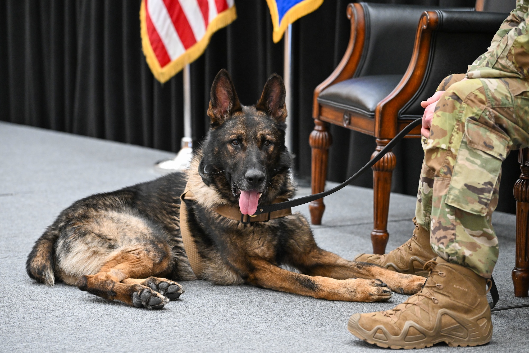 A dog sits on a stage at the foot of a person