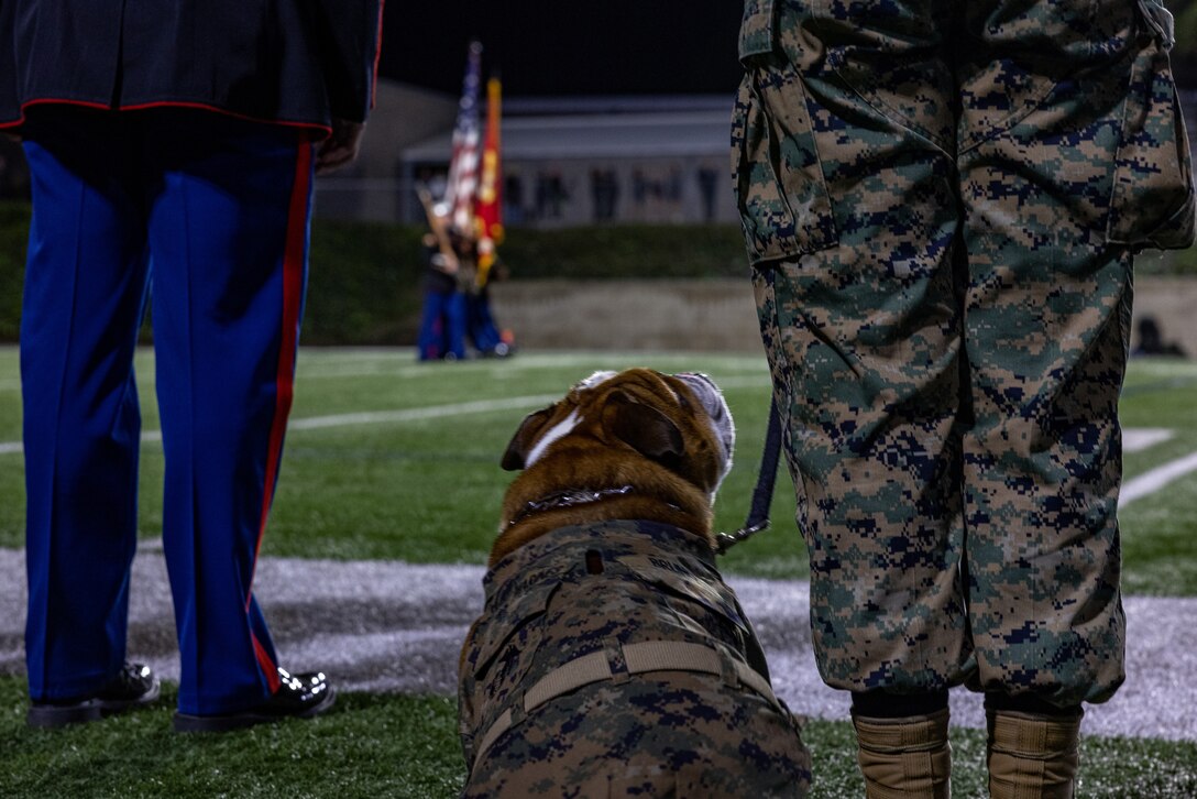 U.S. Marine Corps Pfc. Bruno, the Marine Corps Recruit Depot San Diego and Western Recruiting Region mascot, awaits the playing of the national anthem at the Orange County North-South High School All-Star football game in Costa Mesa, California, Feb. 3, 2024. Bruno’s job is to boost morale, participate in outreach work, and attend events and ceremonies. (U.S. Marine Corps photo by Sgt. Jesse Carter-Powell)