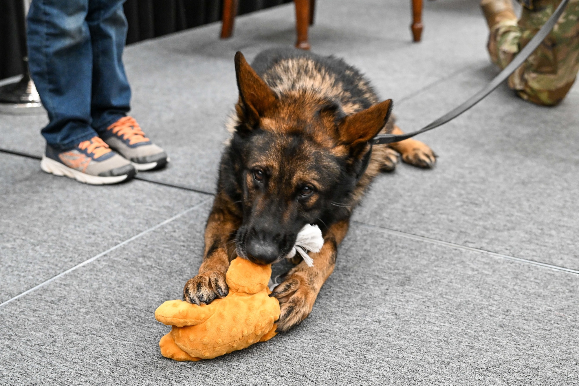 A dog bites on an orange chew toy