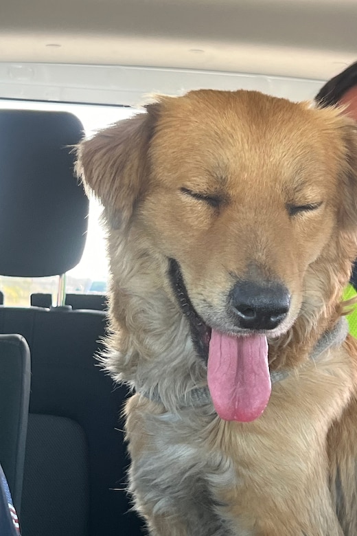 A dog sits in a vehicle with its eyes closed and tongue out.