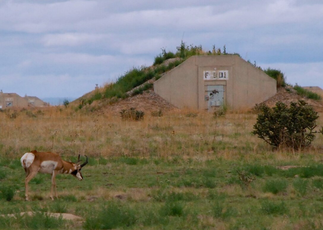 The Pronghorn is on the left side of the photo with it's head down as if looking for for something to eat. it is walking through a field of grass. on the right side of the photo is the storage unit, a bunker with a tall wall on one end with a door the roof of the structure is covered with earth.