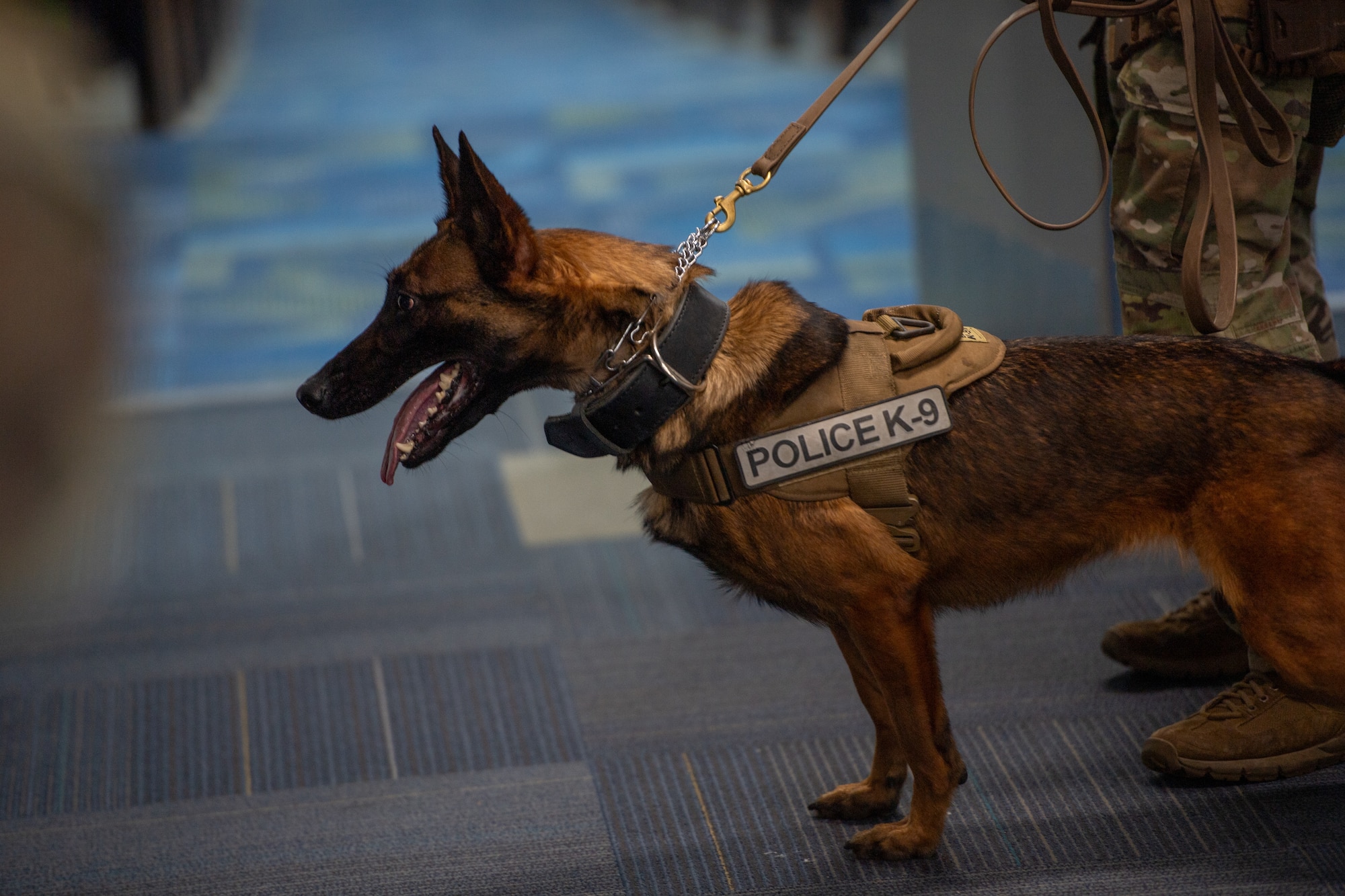 MWD sniffs out explosives for certification