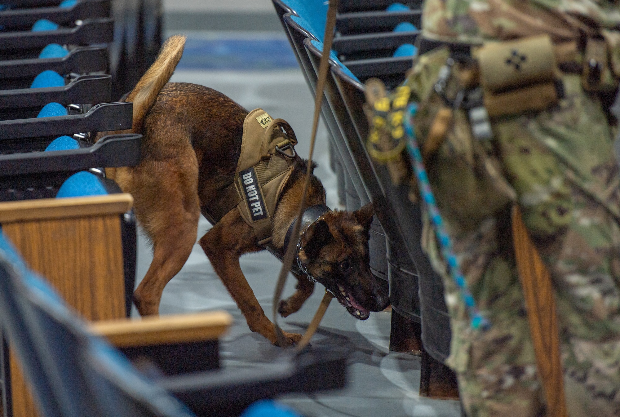 K-9 sniffing for explosives for certification