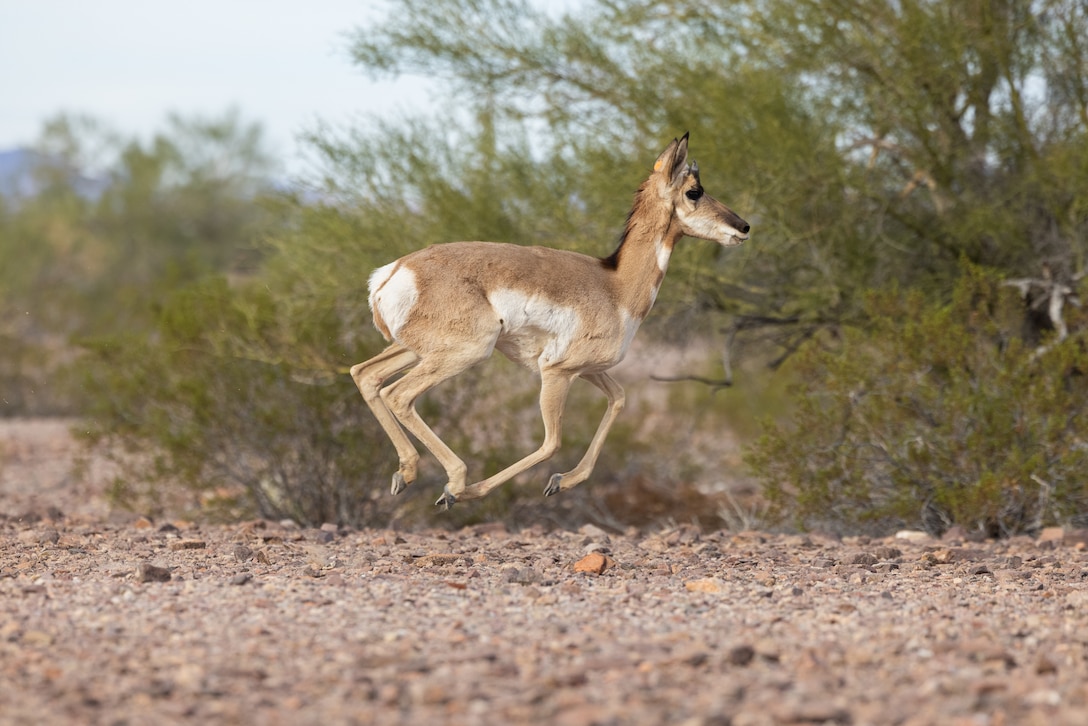 A Sonoran Pronghorn is released back out into the wild during the annual capture and release at the Kofa Wildlife Refuge near Yuma, Arizona, Dec. 19, 2023. In 1967 the Pronghorn was listed in as an endangered species under the Endangered Species Preservation Act, in 2002 the population plummeted to only 21 Pronghorn in the U.S. and for over two decades there has been a federal collaborative effort to maintain the health, safety and security of the growing species. (U.S. Marine Corps photo by Cpl. Jade K. Venegas)
