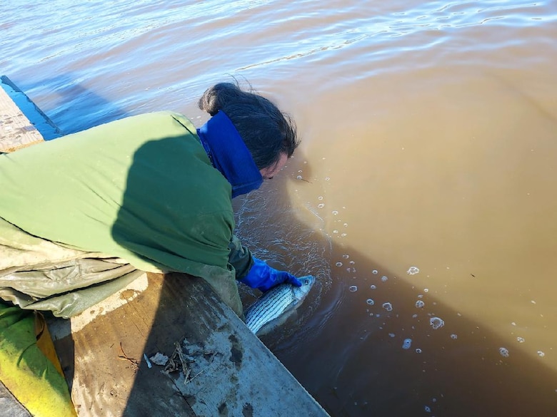 Matt Balazik, research ecologist with ERDC-EL’s Wetlands and Coastal Ecology Branch, and his team release an adult Atlantic sturgeon after tagging it in an effort to track their reproductive habits in relation to dredge operations.
