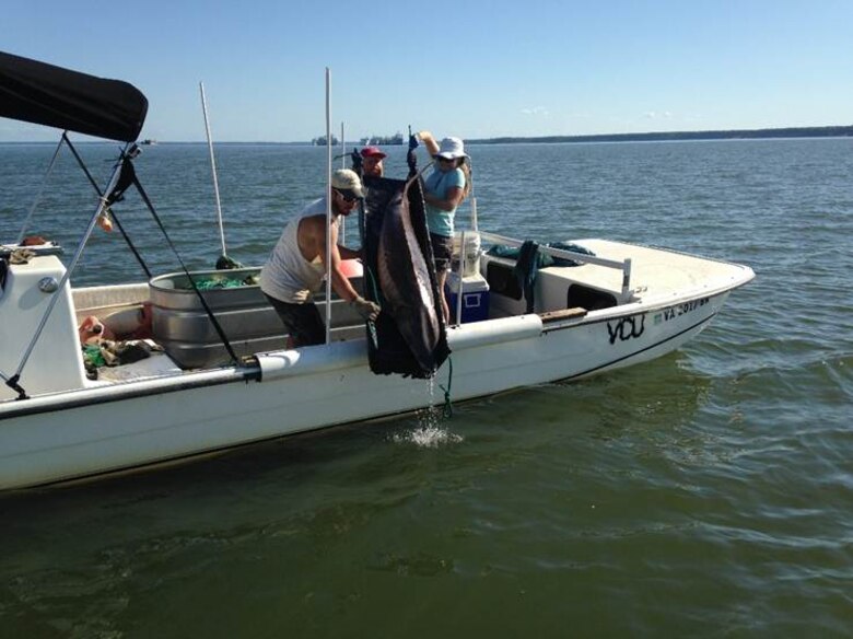 Matt Balazik, research ecologist with ERDC-EL’s Wetlands and Coastal Ecology Branch, and his team release an adult Atlantic sturgeon after tagging it in an effort to track their reproductive habits in relation to dredge operations.