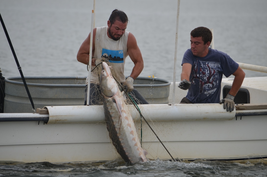 Matt Balazik, research ecologist with ERDC-EL’s Wetlands and Coastal Ecology Branch, and his team collect an adult Atlantic sturgeon for tagging in an effort to track their reproductive habits in relation to dredge operations.