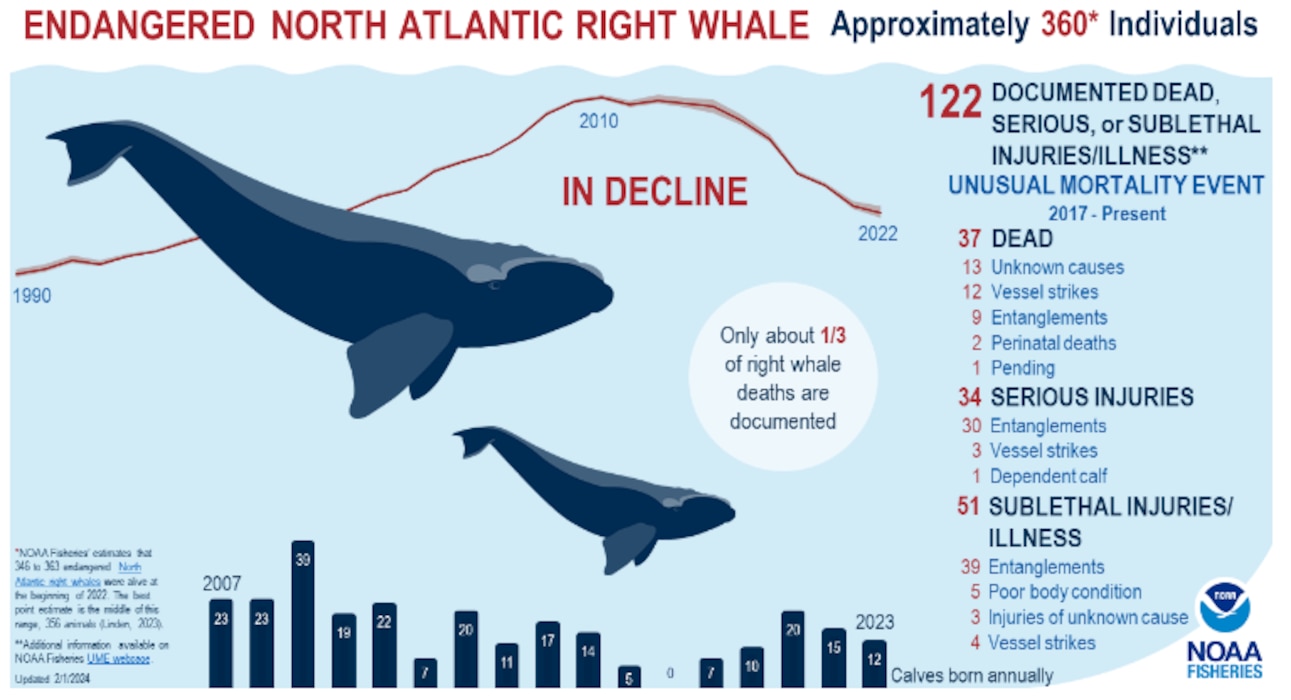 Diagram with data on the North American Right Whale