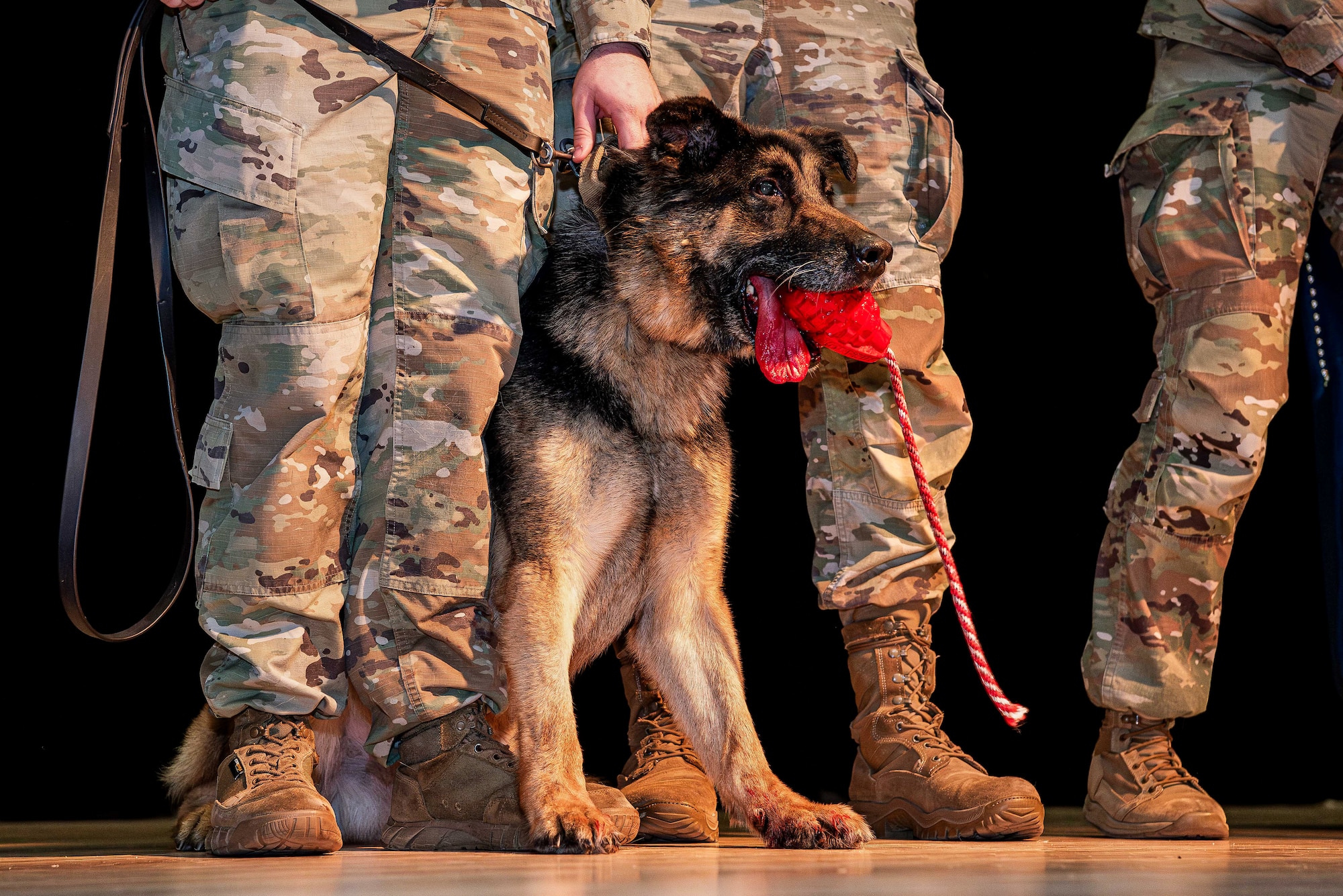 A K9 receives honors during a retirement ceremony