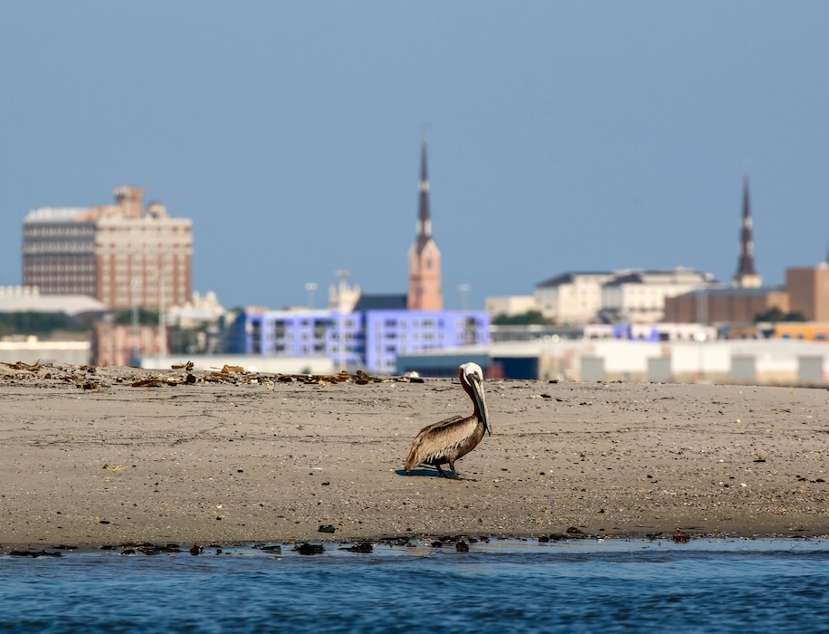 A shore bird sitting on a beach with Charleston in the background.