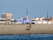 A shore bird sitting on a beach with Charleston in the background.
