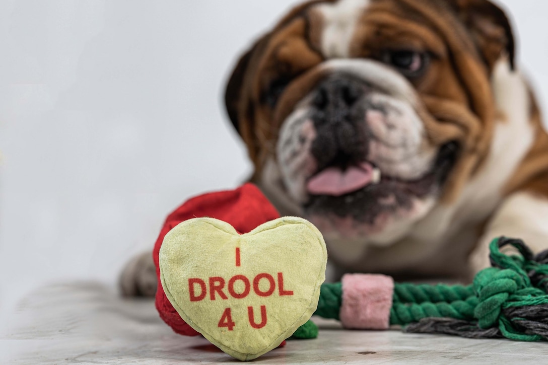 U.S. Marine Corps Pfc. Bruno, the Marine Corps Recruit Depot San Diego and the Western Recruiting Region mascot, wishes you a happy Valentine’s Day at MCRD San Diego, Feb. 14, 2024. The mascot’s job is to boost morale, participate in outreach work, and attend events and ceremonies. (U.S. Marine Corps photo illustration by Lance Cpl. Janell B. Alvarez)