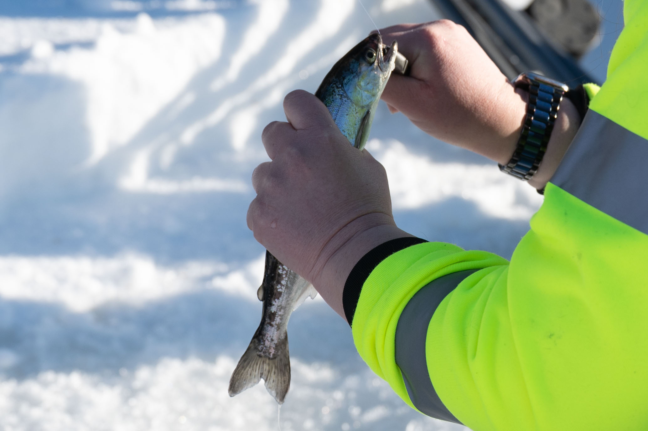 Natural Resources conducts fish survey at Grayling Lake > Eielson Air